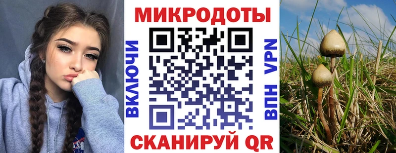 купить  цена  Белорецк  Псилоцибиновые грибы Psilocybe 